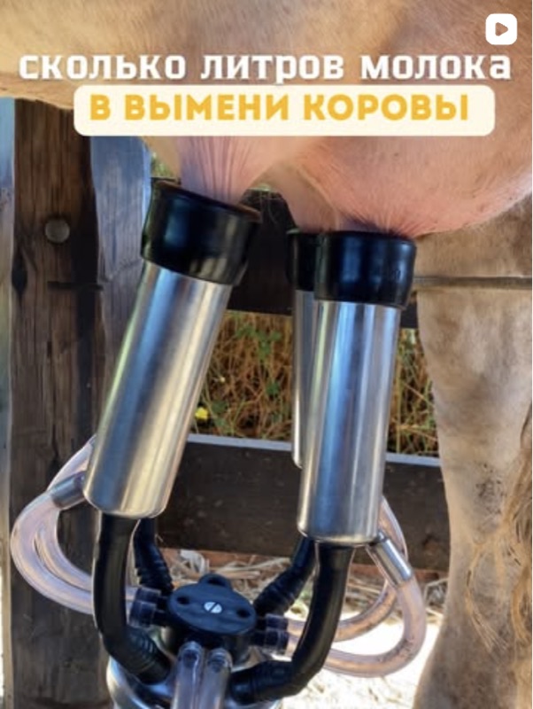 Пост из Instagram @ktk.ferma — Сколько литров молока в вымени коровы